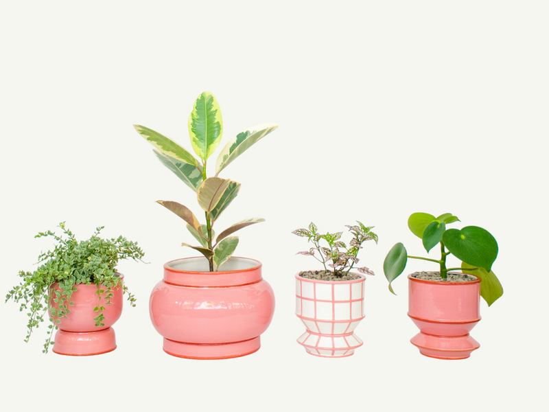 Pink integrated ceramic pot and saucer/drip plate set. Planter designed by Nueve Design Studio PH. Featured: million hearts, rubber tree, polka dot plant, raindrop pepperomia.