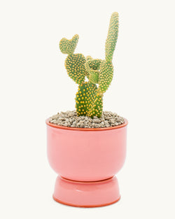 Pink integrated ceramic pot and saucer/drip plate set. Planter designed by Nueve Design Studio PH. Featured: yellow bunny ear cactus.