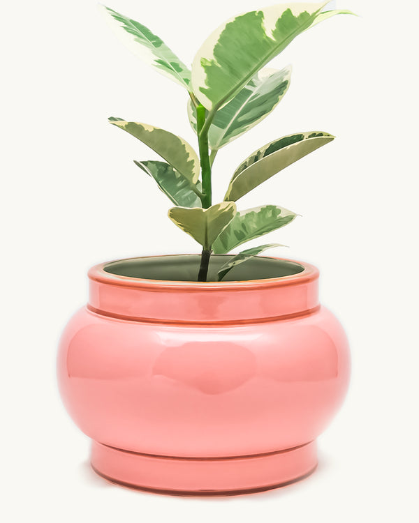 Pink integrated ceramic pot and saucer/drip plate set. Planter designed by Nueve Design Studio PH. Featured: rubber tree Ficus elastica tineke.