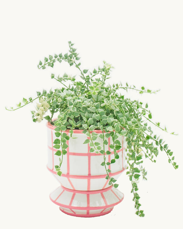 Checkered pink integrated ceramic pot and saucer/drip plate set. Planter designed by Nueve Design Studio PH. Featured: million hearts or dischidia ruscifolia.