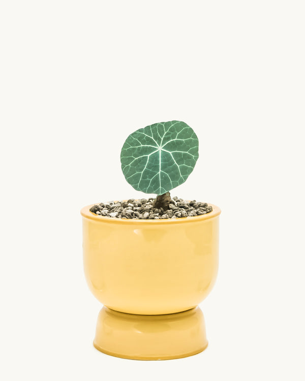 Yellow integrated ceramic pot and saucer set. Planter designed by Nueve Design Studio PH. Featured: Stephania nova.